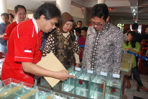 lombaikancupangMei2014